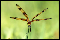 Halloween Pennant Dragonfly