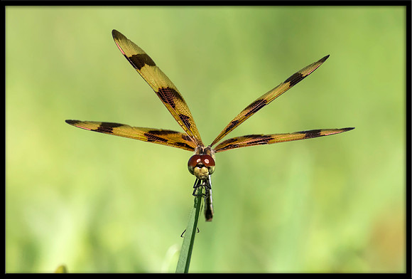 Halloween Pennant Dragonfly