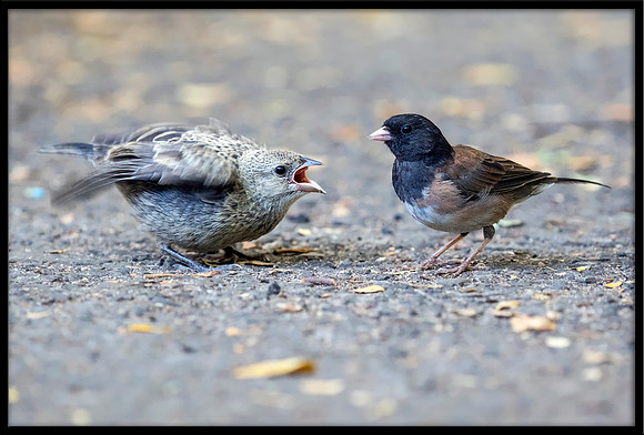 Dark-eyed Junco Feeding Cowbird Chick