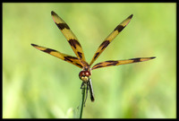 Halloween Pennant Dragonfly