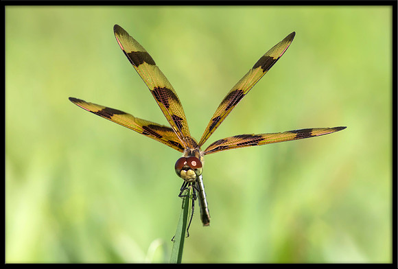 Halloween Pennant Dragonfly