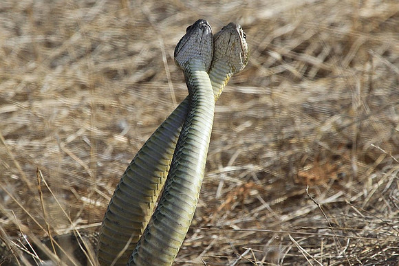 Rattlesnakes mating