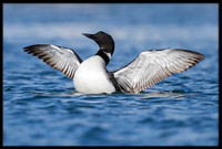 Common Loons