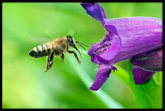 Honey Bee