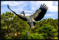 Wood Stork With Nesting Material