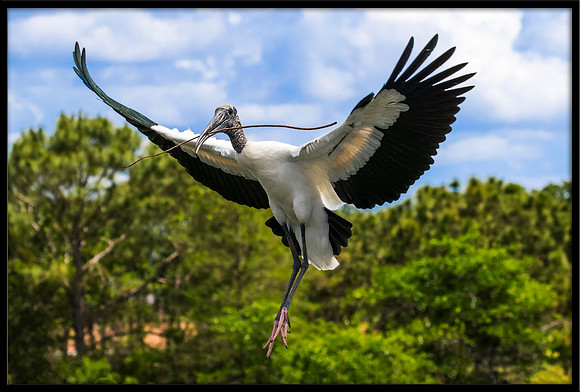 Wood Stork With Nesting Material