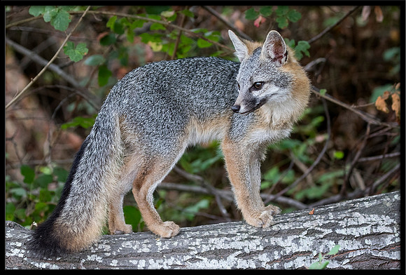 Grey Fox