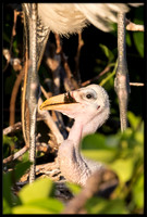 Wood Stork Chick Eating Fish