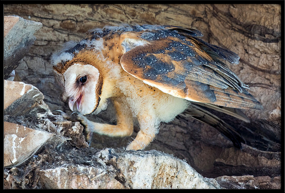 Barn Owl Baby