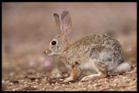 Desert Cottontail