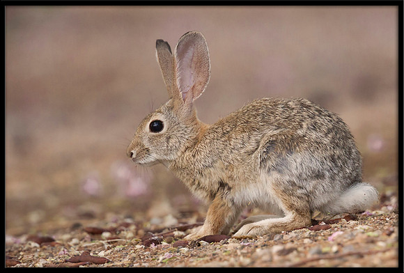 Desert Cottontail