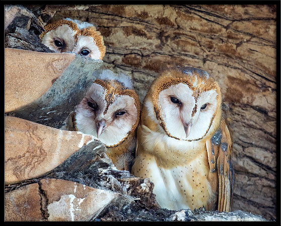 Barn Owl Babies