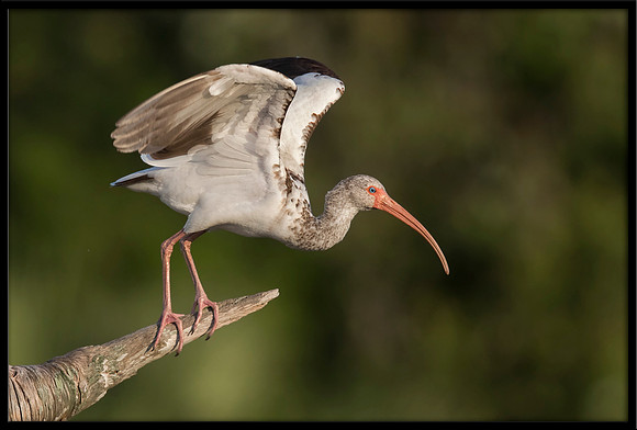 White Ibis (Juvi)