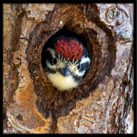 Nuttal's Woodpecker Chick In Nest