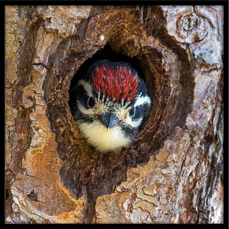 Nuttal's Woodpecker Chick In Nest