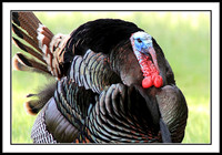 Wild Turkey