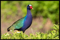 Purple Gallinule