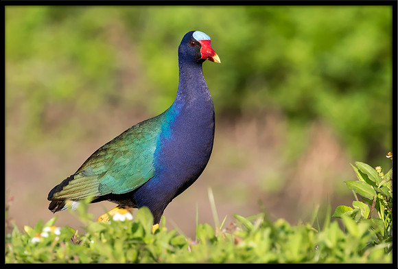 Purple Gallinule