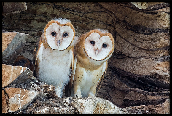 Barn Owl Babies