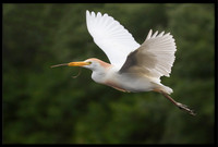 Western Cattle Egret