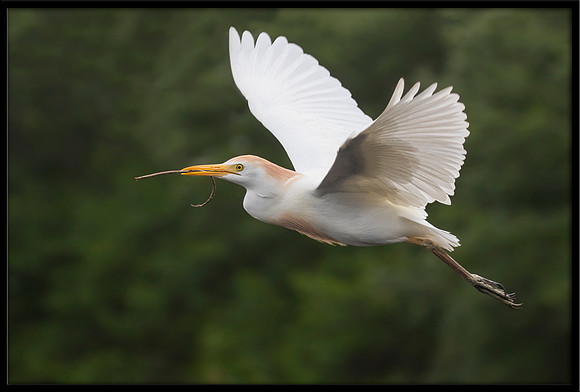 Western Cattle Egret