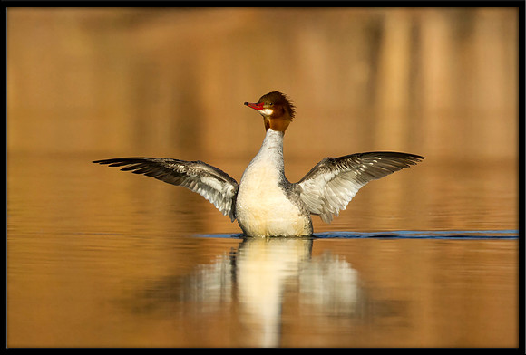 Common Merganser (f)