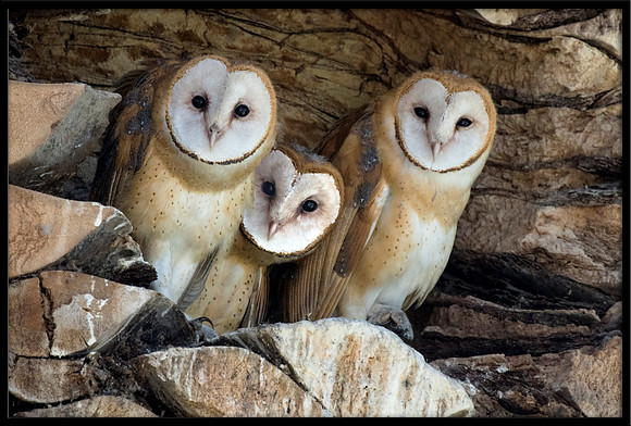 Barn Owl Babies