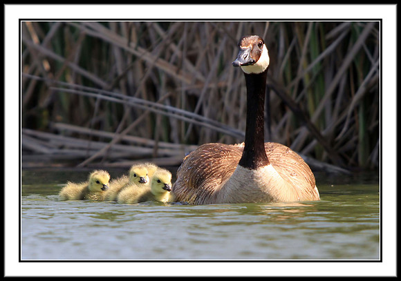 Canada Goose and Goslings