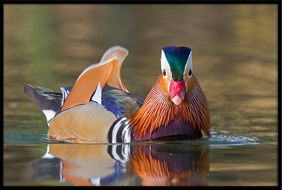 Mandarin Duck