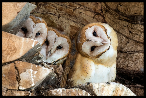 Barn Owl Babies