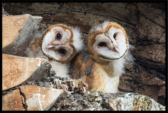 Barn Owl Babies