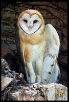 Barn Owl Baby
