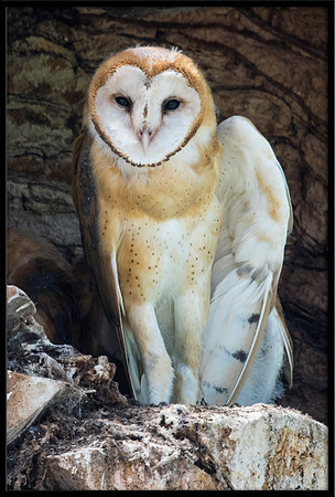 Barn Owl Baby