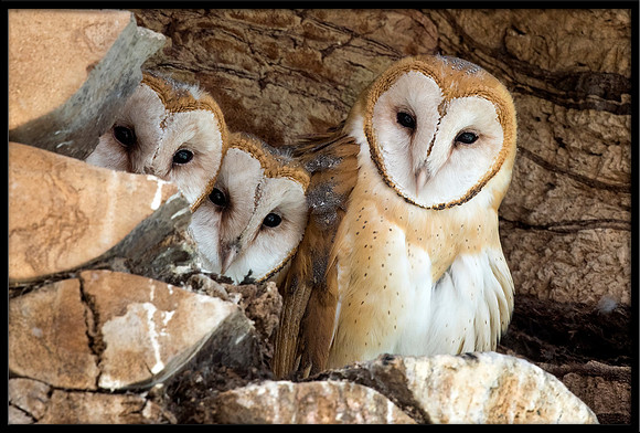 Barn Owl Babies