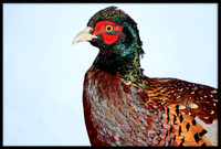 Ring-necked Pheasant portrait