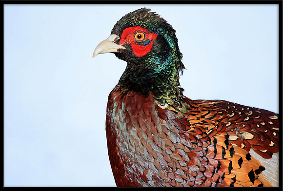 Ring-necked Pheasant portrait