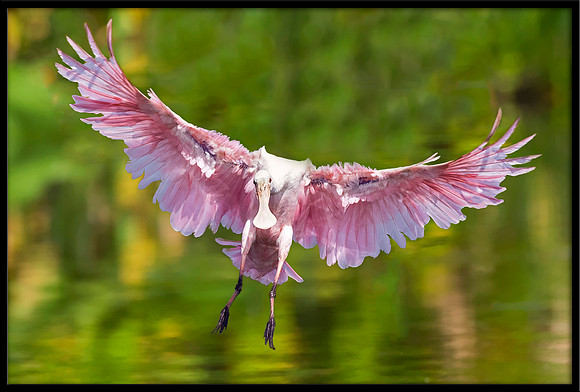Roseate Spoonbill