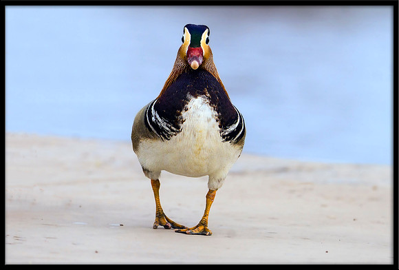Mandarin Duck