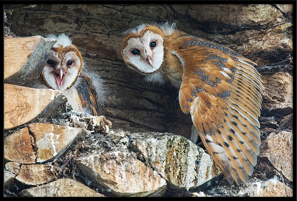 Barn Owl Babies