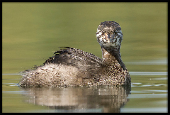 Pied-billed Grebe