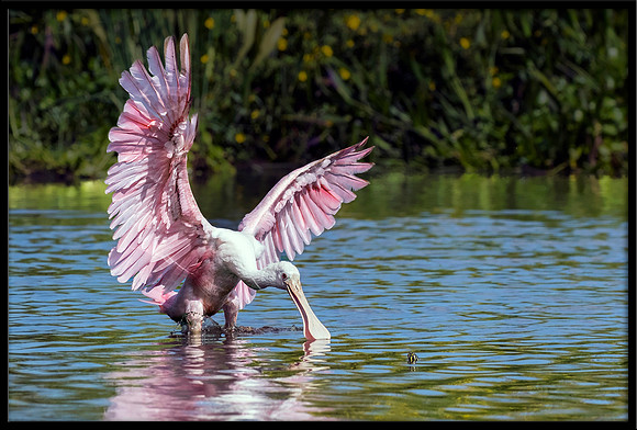 Roseate Spoonbill