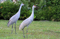 Sandhill Cranes