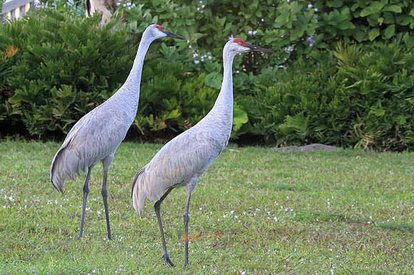 Sandhill Cranes