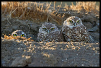 Burrowing Owl Trio