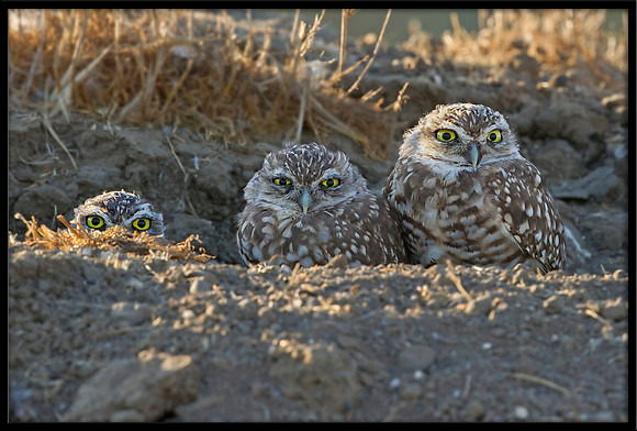 Burrowing Owl Trio