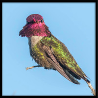 Anna's Hummingbird