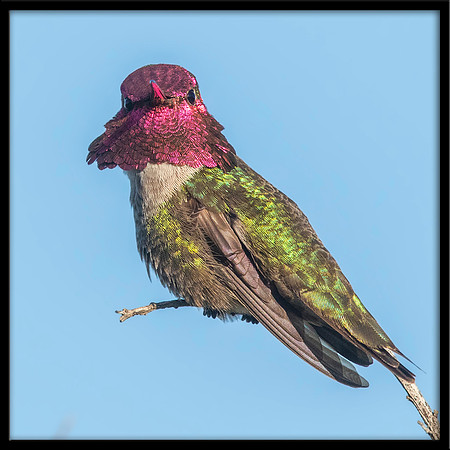 Anna's Hummingbird