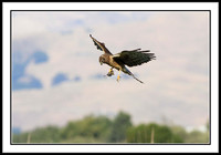 Northern Harrier