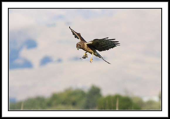 Northern Harrier