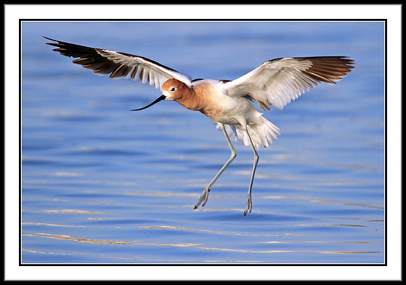 Avocet